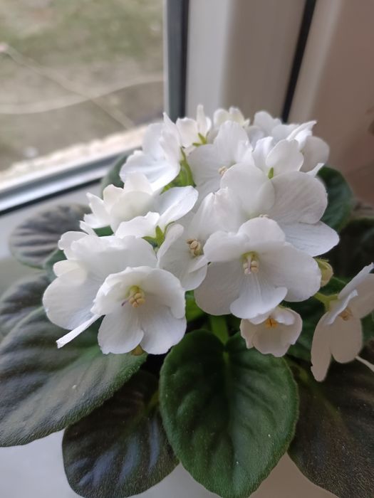 Продам  фиалки -(детки)цена от 1000тг