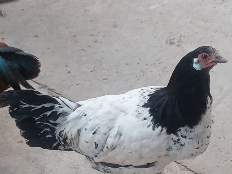 Xoroz va tovuqlar sotiladi.