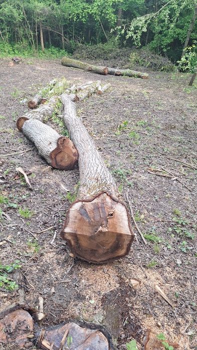 Vând bușteni de nuc, aprox. 4m³ ±
