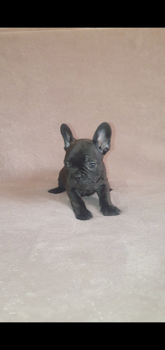 Френски булдог,френски булдочета