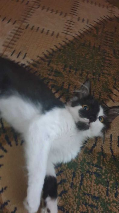 Котенок домашний , 4 месяца