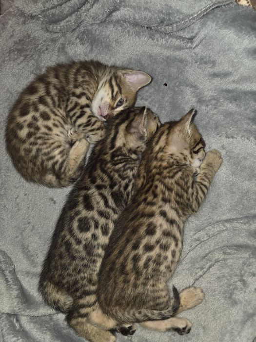 Бенгальские котята