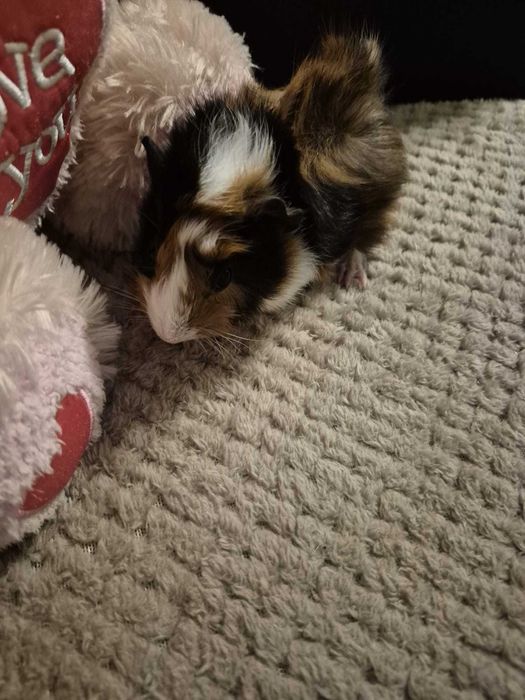 Donez 3 purceluși de guinea