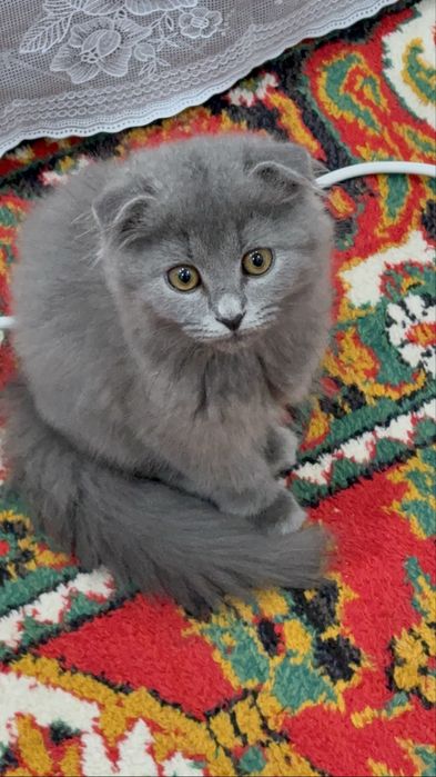 Очаровательный британский котёнок 2 месяцев ждёт заботливого хозяина