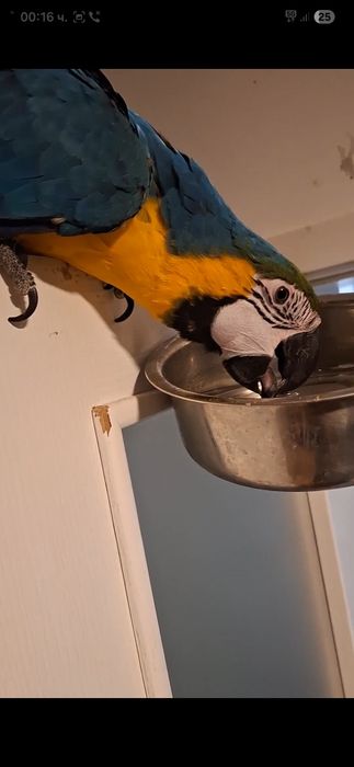 Продавам Ара/ мъжки и женски