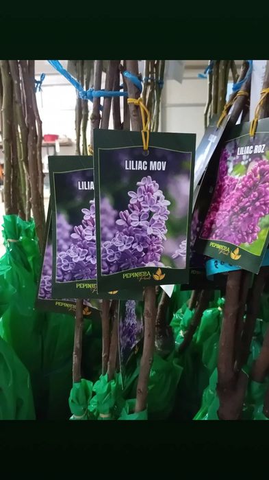 Producator vând pomi fructiferi