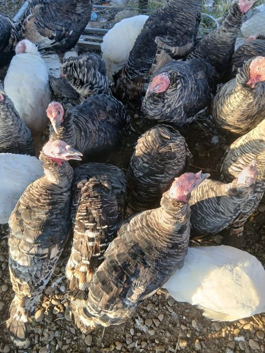 Pasari Curcani si Curci