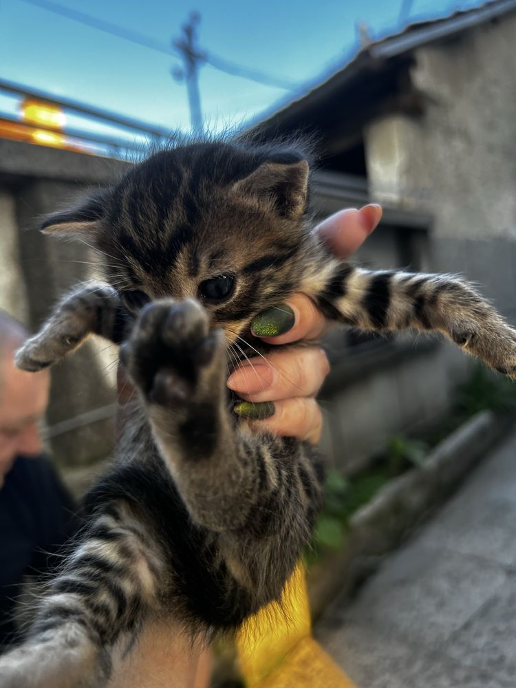 Подарявам котенца