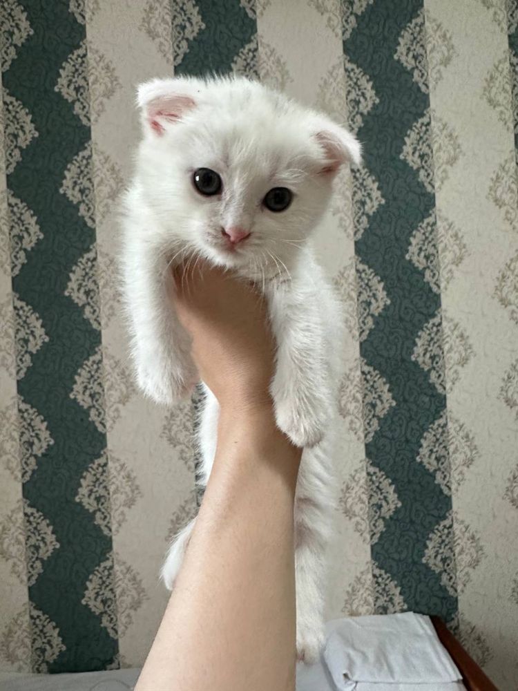 Кошка Скоттиш фолд