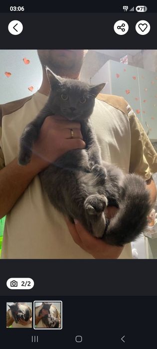 ПОТЕРЯЛАСЬ КОШЕЧКА погибнет помогите пожалуйста найти