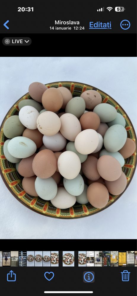 Oua verzi,albastre de la gaini Araucana numai pt CONSUM.NU pt INCUBAT