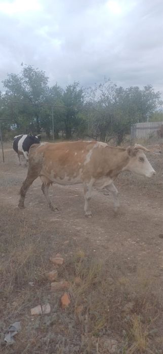 Продам молочную корову.6 отёлов. Стельная.500000т