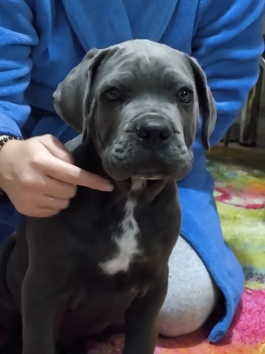 Mascul Cane Corso Gri Blue, Pedigree+