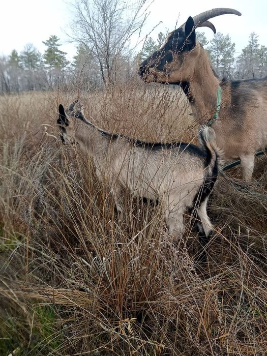 Продам козлёнка 4 месяца