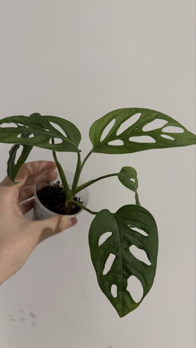 Монстера манки, комнатное растение