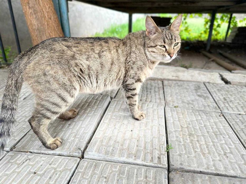 Отдам кошку в хорошие руки