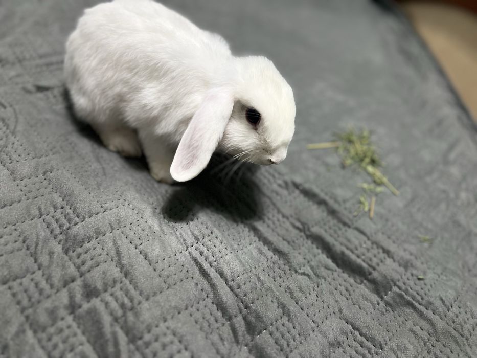 Декоративный ручной кролик