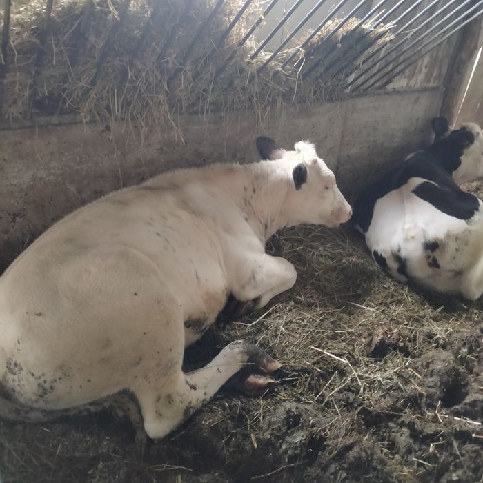 De vânzare 2 jurincă