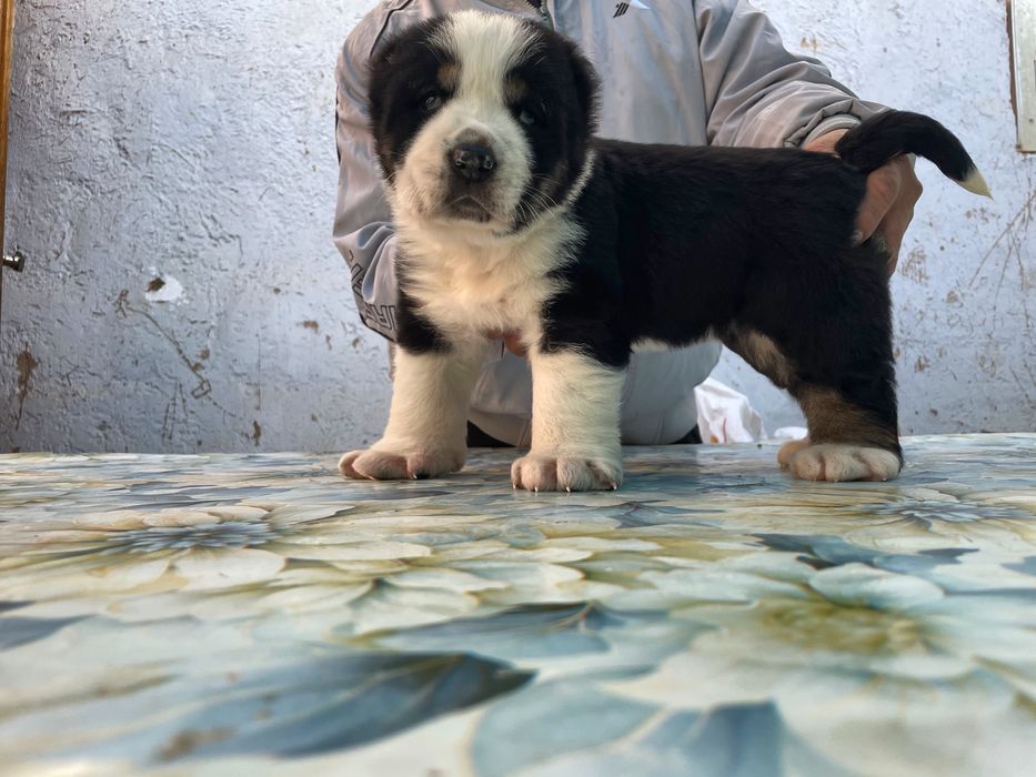 Щенок Алабая ( супер Гигант ) туркменский