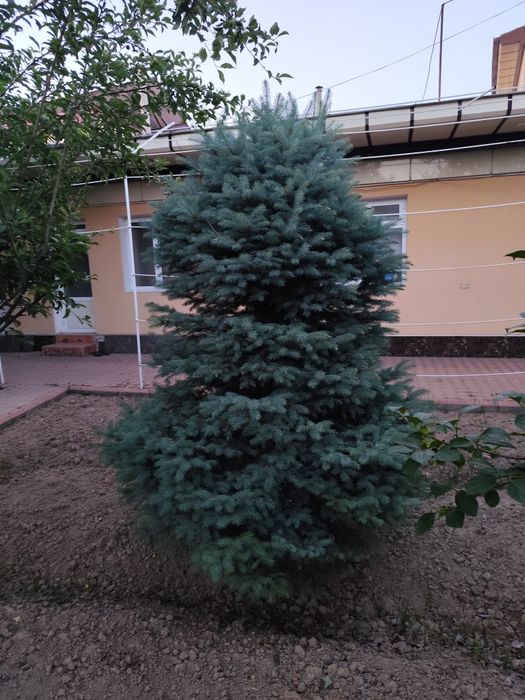 Арчалар Голубой Ел Италиянский срочно сотилади