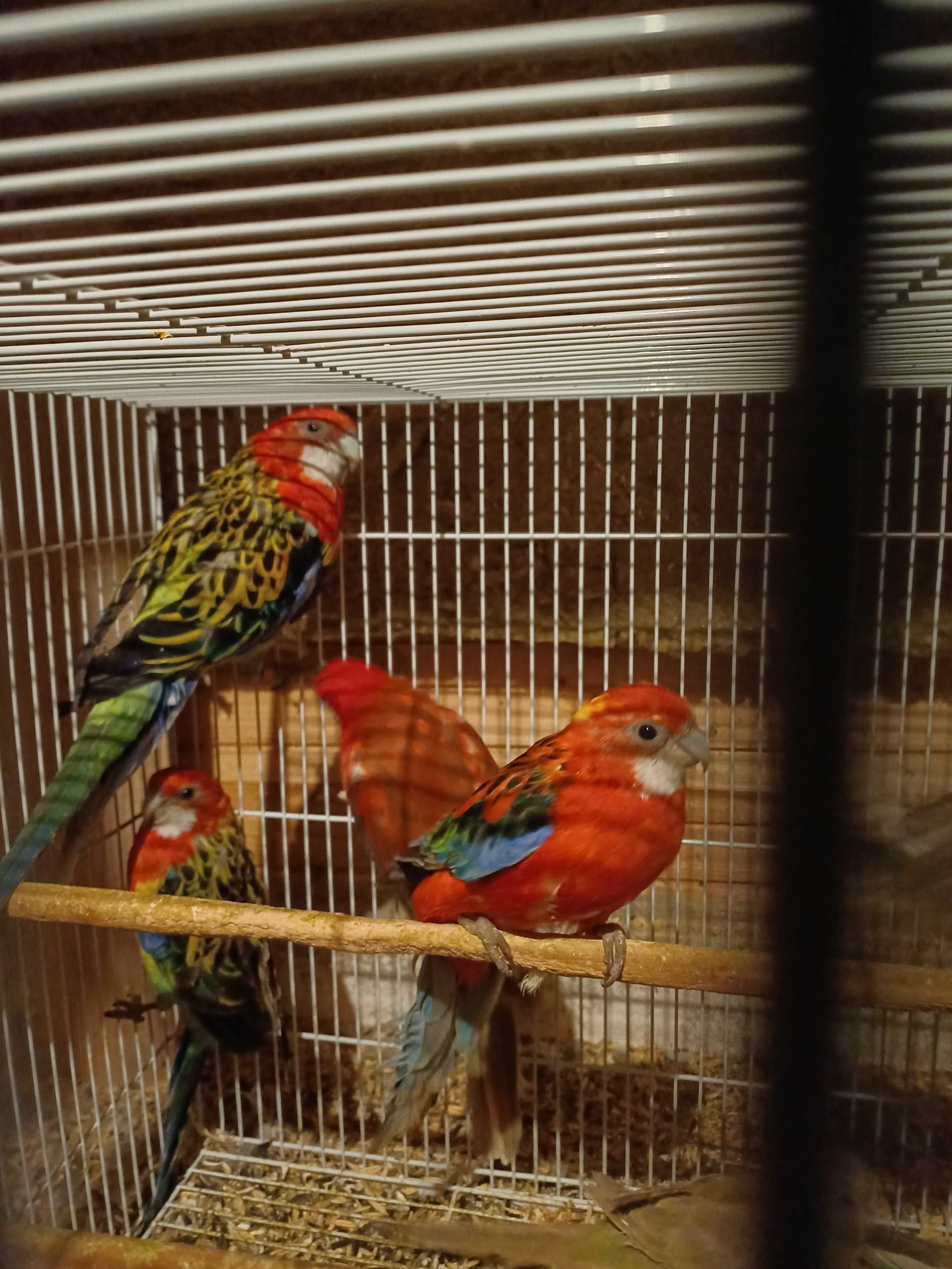 Vând perusi pui,maturi cântatori nimfe kakariki rosella  turturele .