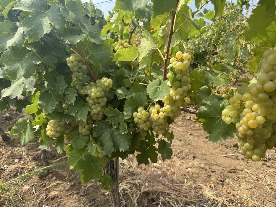 Vand struguri Muscat Ottonel pentru vin.