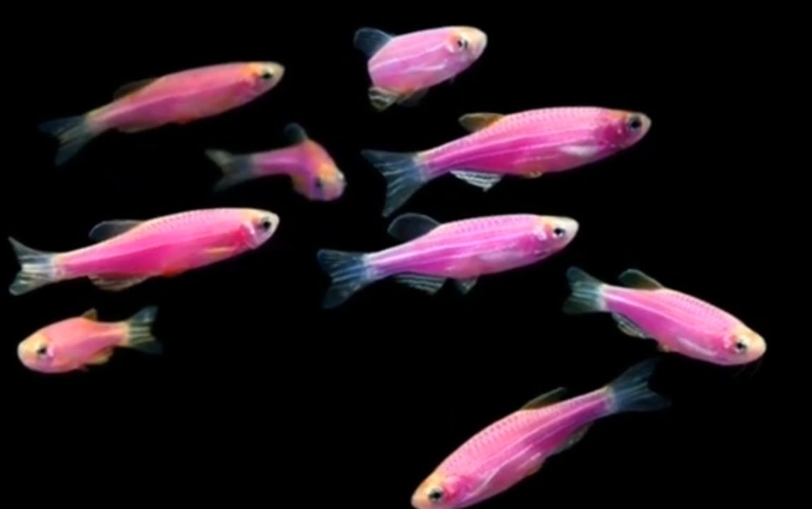 Данио рерио Danio rerio glofishlar Kichkina baliqchalr  juda chiroyli