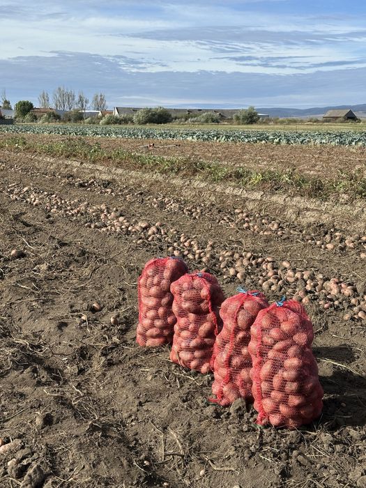 Cartofi de consu rosu 60+