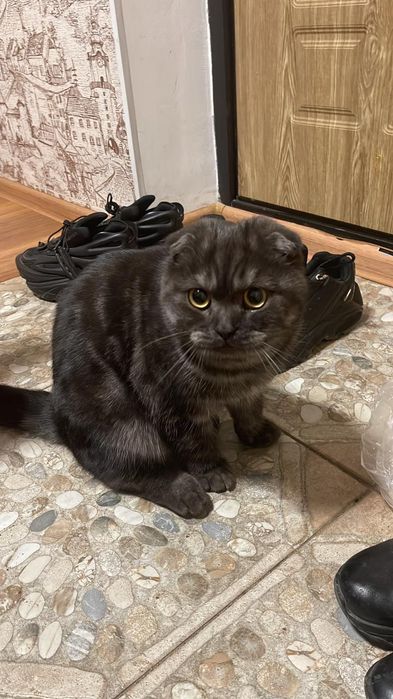 Отдам молодого кота в добрые руки