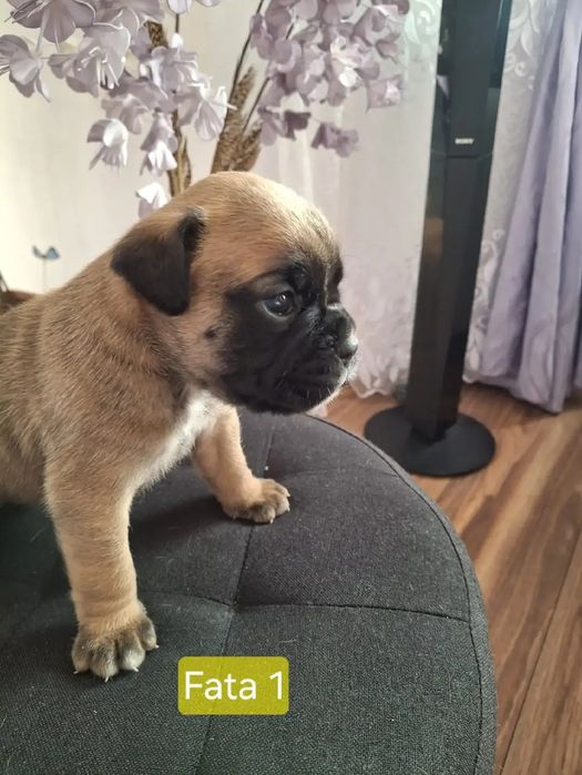 Pui de boxeri dragalasi