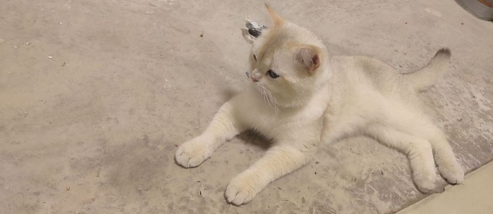 Vyazkaga qiz mushuklarni taklif qilamiz