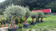 Maslini seculari ( centenari - batrani ) bonsai din maslin etc