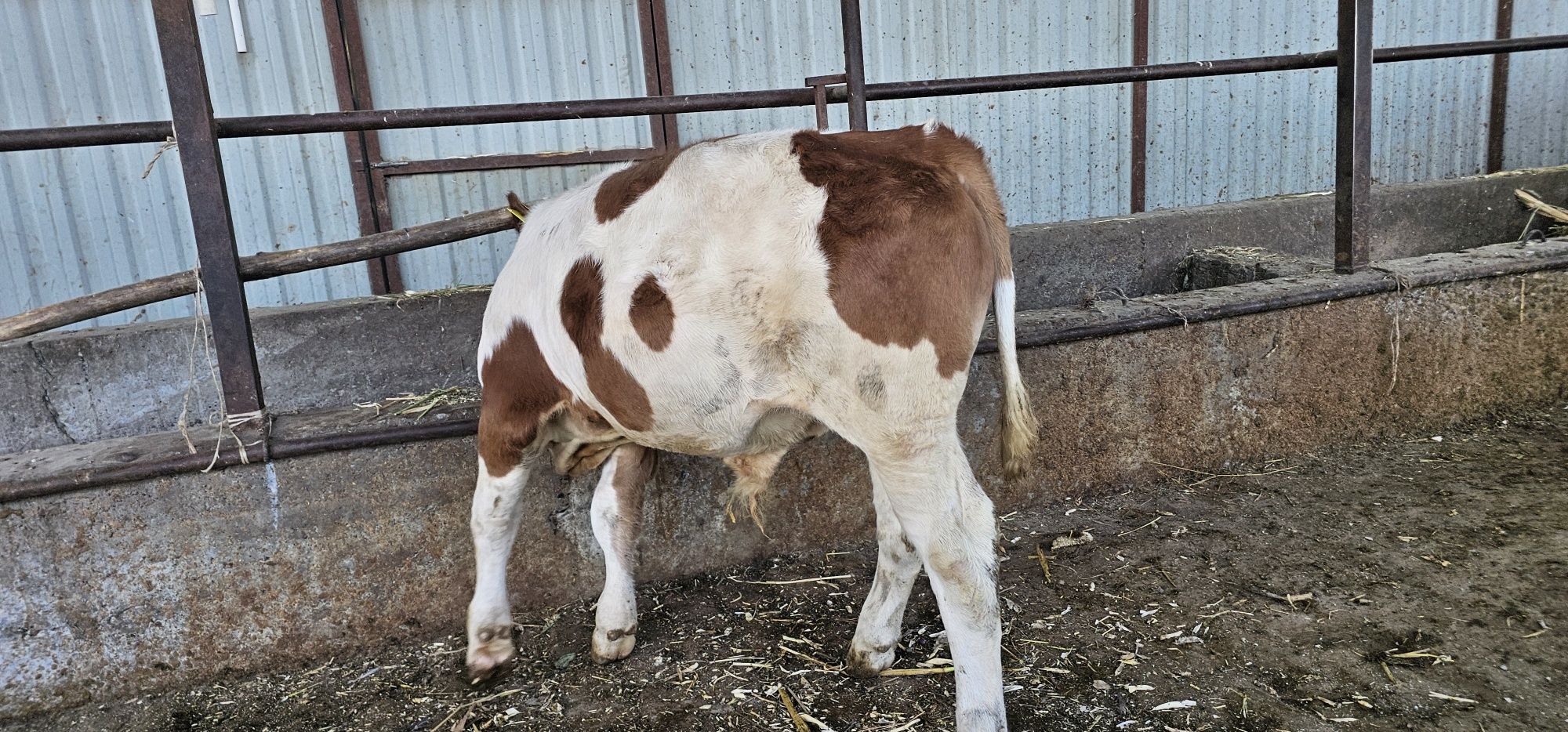 Simmental erkak buzoq 2,5 oylik