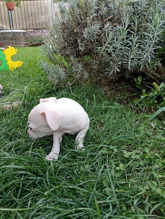 Chihuahua mini pui