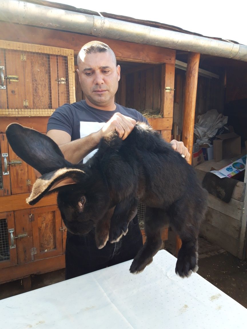 Vând iepuri uriaș masculi proveniența Ungaria