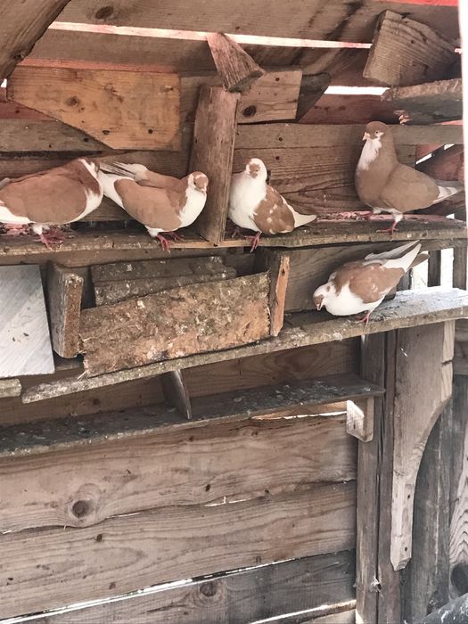 Porumbei galateni jucatori