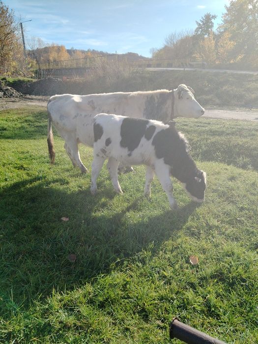 De vânzare vacă și viței