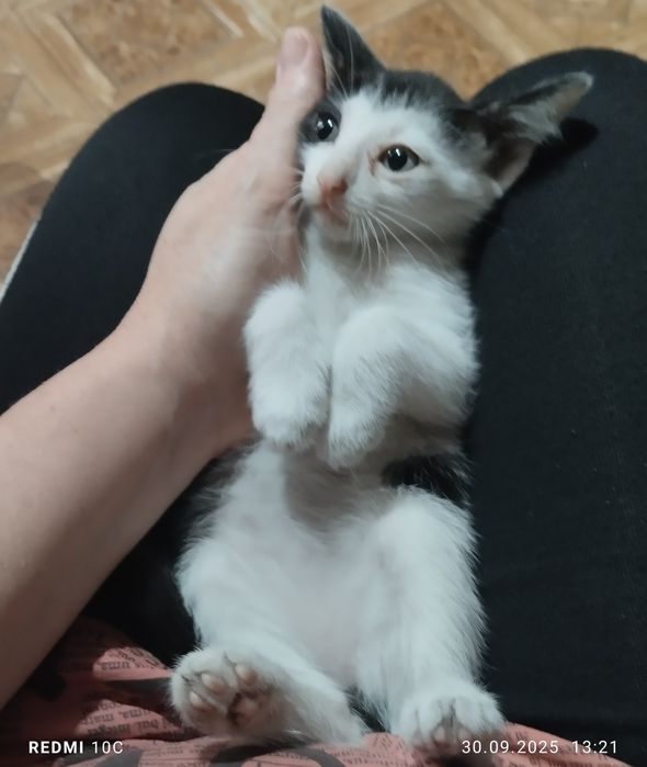 Отдам котят бесплатно