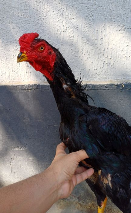 Тоза зотли Корея Шамо. Ёшига туляпти