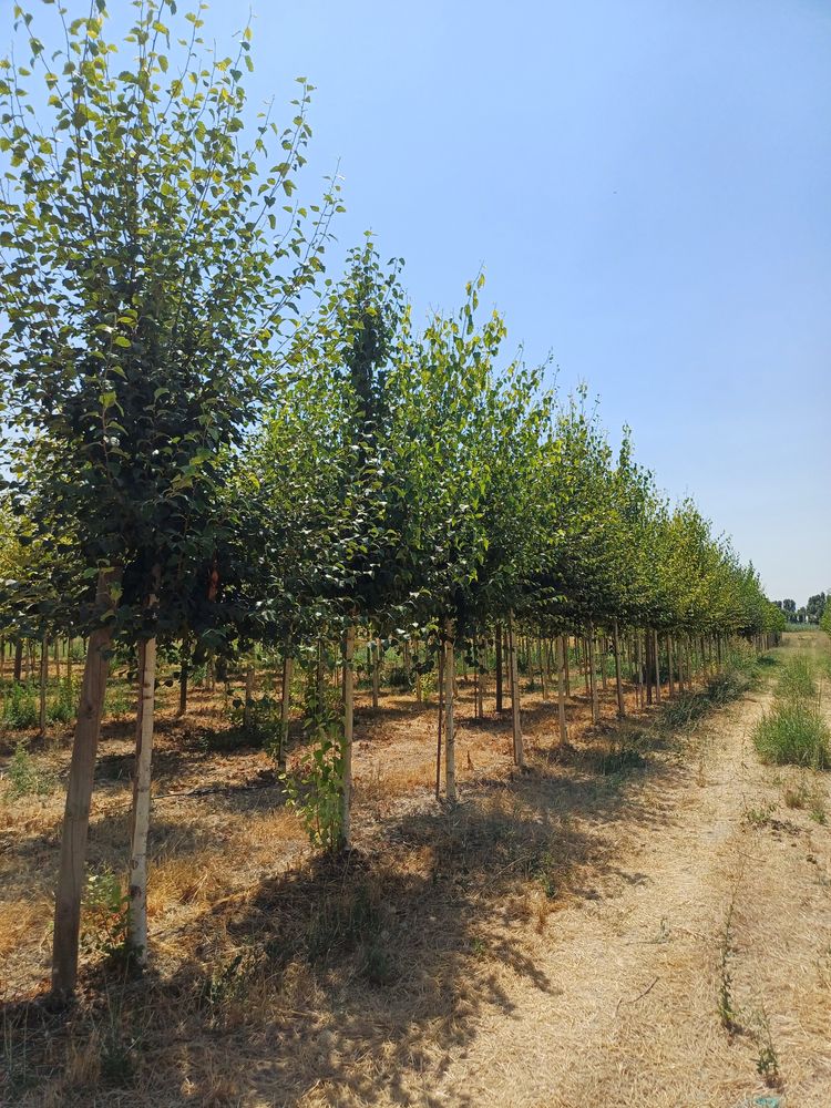 Betula alba oq qayn