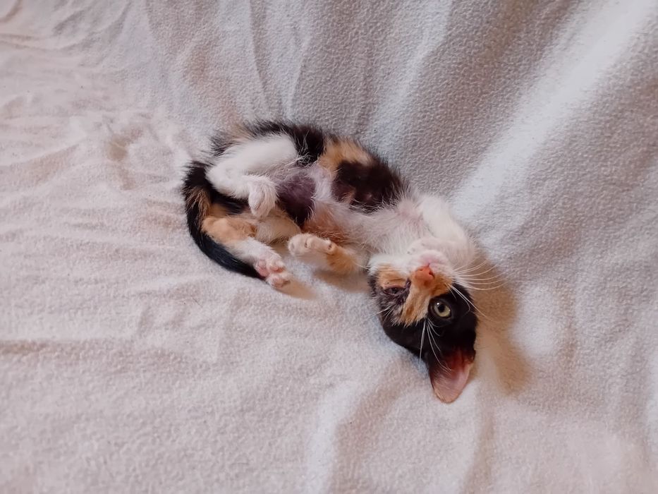 Подарявам котенца
