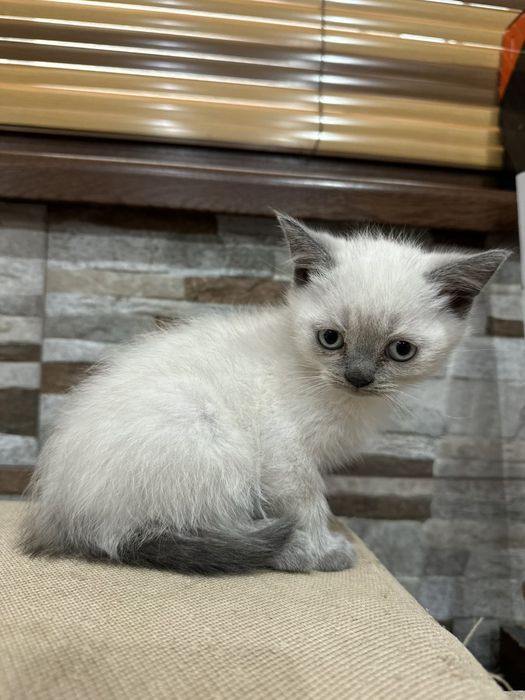 Малки британски котенца