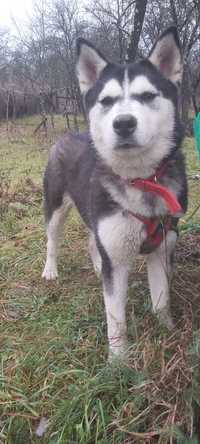 Cățelușe Husky Malamute