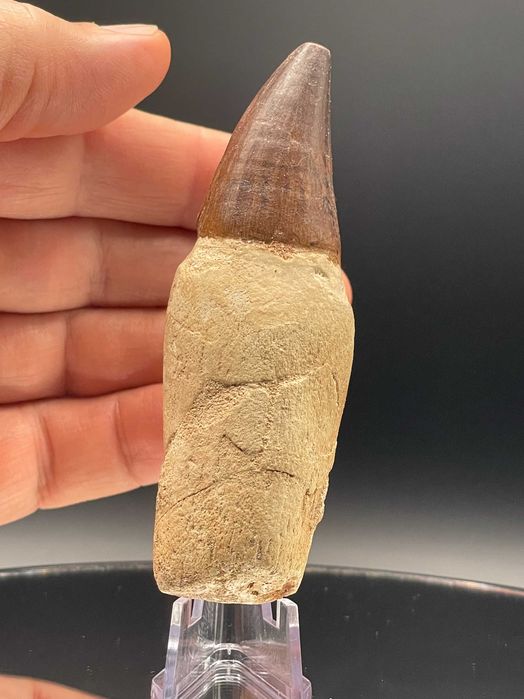 Зъб от Мозазавър с корен (100 мм) – Премиум фосил в рамка