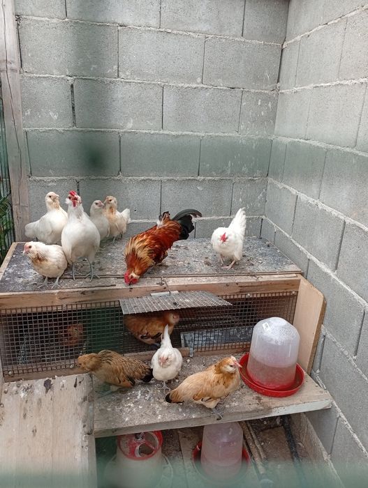 Găinuțe pitice bărboase de Anvers