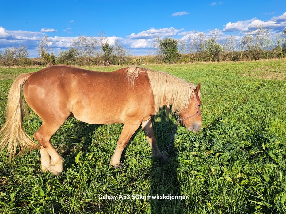 Cal                        .