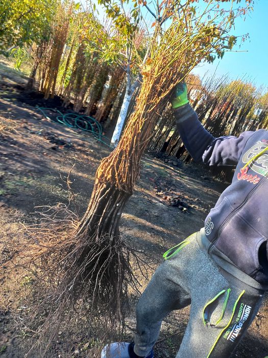 Butași vita de vie altoita anul 2 și anul 3