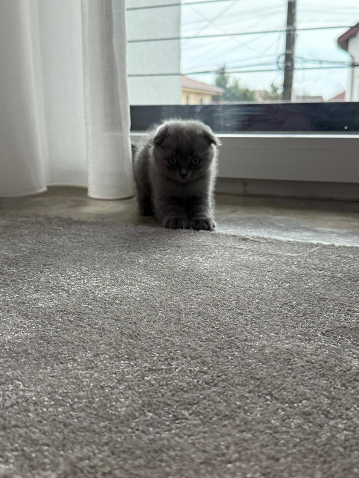 Scottish fold shorthair blue