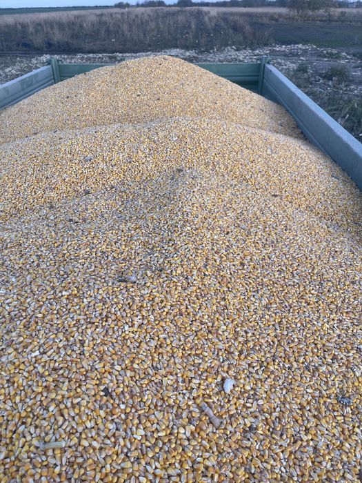 Vand porumb irigat-Buzau