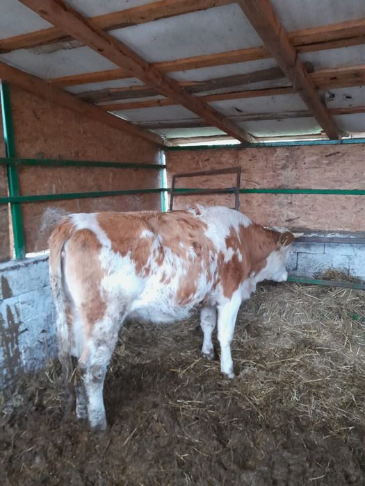 de vânzare junică gestantă de 5 luni